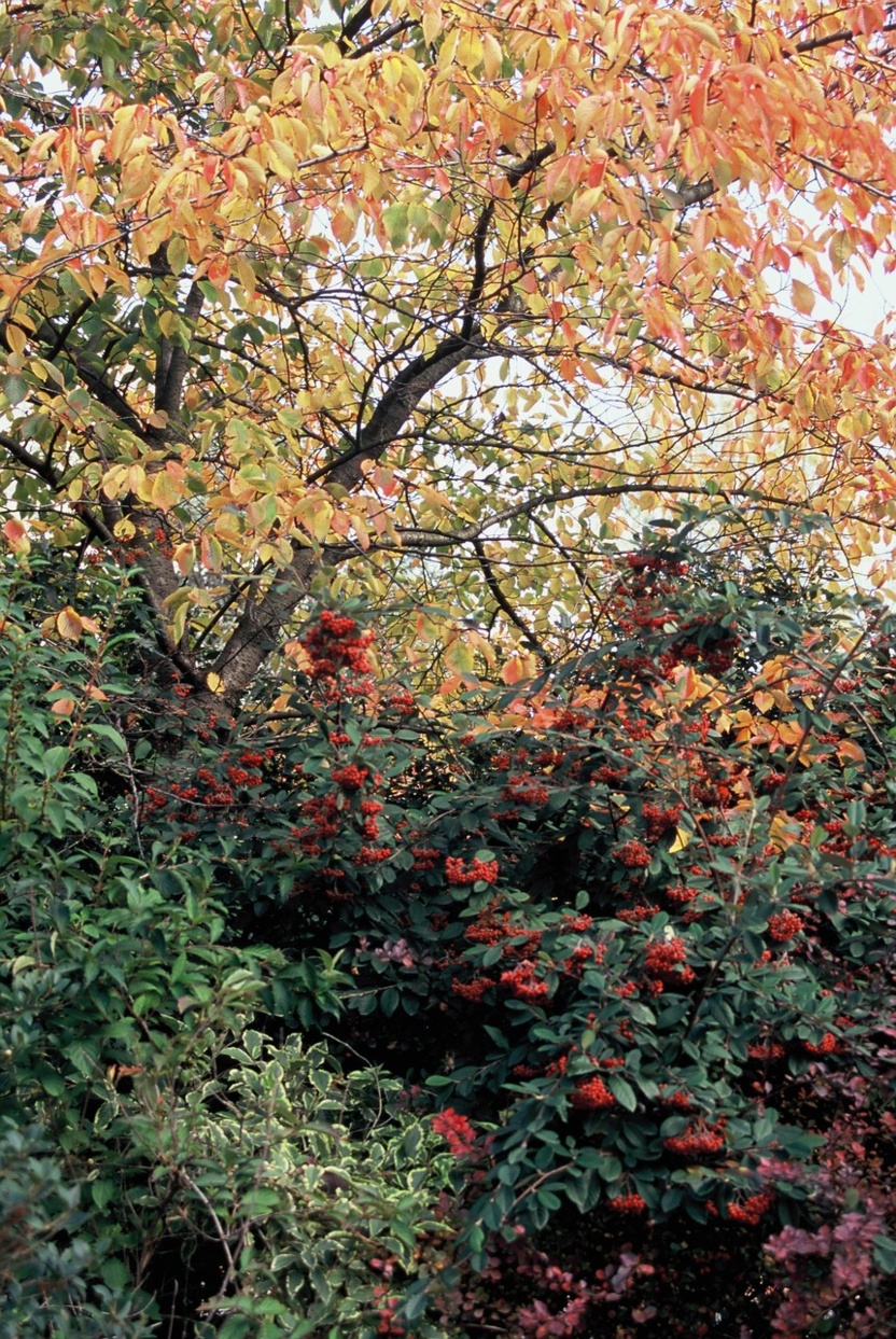 Le cotoneaster Le cotoneaster