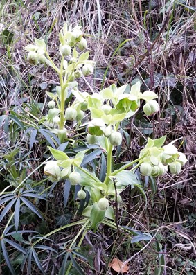 Inflorescence d’Helleborus foetidus