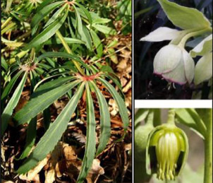 Feuilles d’H. foetidus – Fleurs avec sépales pétaloïdes ornées d’un liseré rouge – Coupe d’une fleur montrant les pétales au fond du calice et les nombreuses étamines