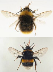 Bombus terrestris/Bombus pratorum