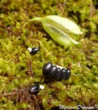 Follicule ouvert et graines avec leur élaïosome Follicule ouvert et graines avec leur élaïosome
