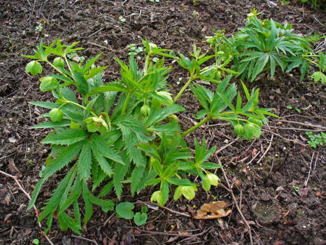 Helleborus viridis subsp. occidentalis – allure générale de la plante. On remarquera les marges grossièrement dentées des feuilles