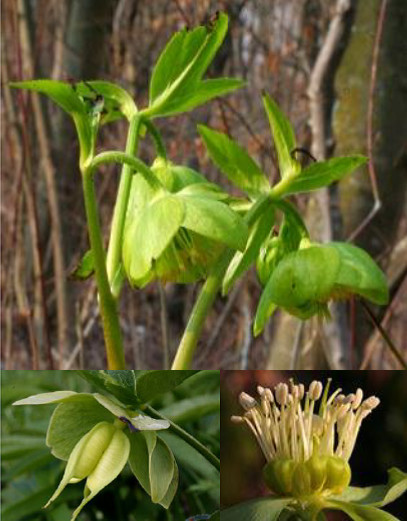 De haut en bas et de gauche à droite : Inflorescence ; les boutons floraux ne sont pas encore complétement ouverts. Remarquez les bractées sessiles et digitées, à comparer avec les bractées ovales et entières de H. foetidus. / Fruits avec les sépales persistantes / Corolle avec les pétales réduits à des nectaires et les nombreuses étamines entourant le pistil. 