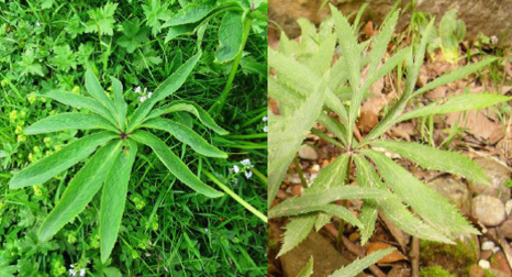 De gauche à droite : feuille de H. viridis subsp. viridis ; feuille de H. viridis subsp. occidentalis