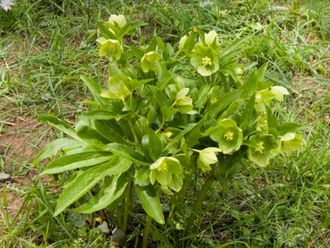 Hellébore ou ellébore ? Quelle hellébore? Hellébore ou ellébore ? Quelle hellébore?