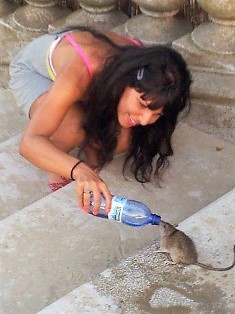 Les végans croient qu’un régime  végétalien permet de manger sans tuer ou faire souffrir des animaux. C’est faux !