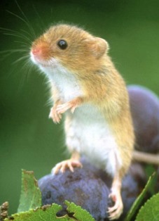 Les végans croient qu’un régime végétalien permet de manger sans tuer ou faire souffrir des animaux. C’est faux ! Les végans croient qu’un régime végétalien permet de manger sans tuer ou faire souffrir des animaux. C’est faux !