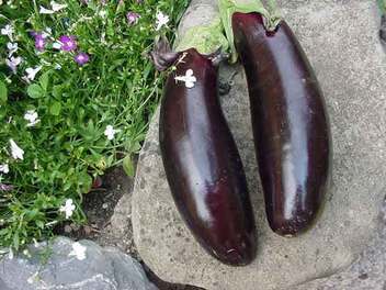 Aubergines Aubergines