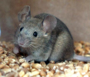 Mimie - Lien en cliquant ici Mimie - Lien en cliquant ici