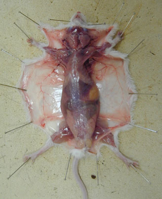Photo extraite d'un document pédagogique d'initiation aux dissections Photo extraite d'un document pédagogique d'initiation aux dissections