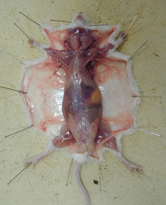 Photo extraite d'un document pédagogique d'initiation aux dissections