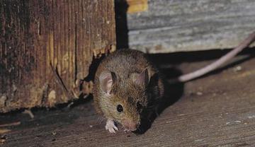 Des souris et des hommes ! Des souris et des hommes !