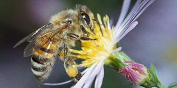 Sauvons les abeilles