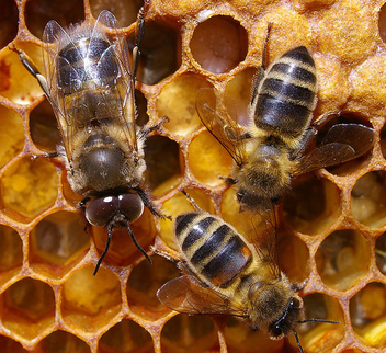 Abeilles des villes et abeilles des champs