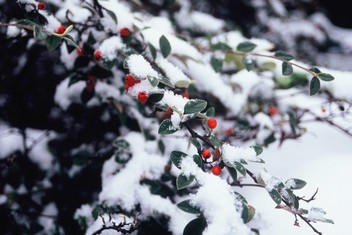 Cotoneaster franchetii,( Bois, 1902) sous la neige en décembre à Fontenay-aux-Roses