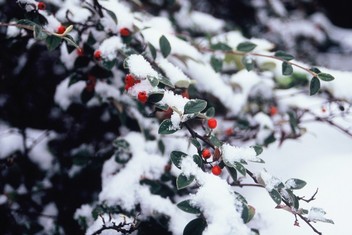 Cotoneaster franchetii,( Bois, 1902) sous la neige en décembre à Fontenay-aux-Roses Cotoneaster franchetii,( Bois, 1902) sous la neige en décembre à Fontenay-aux-Roses