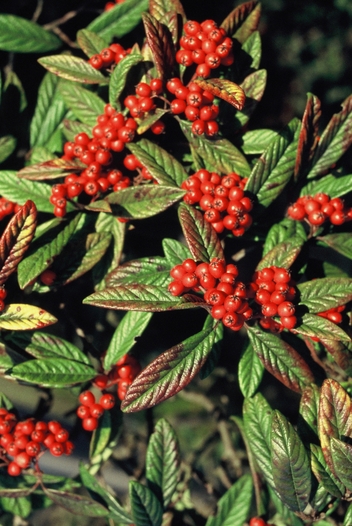 Le cotoneaster Le cotoneaster
