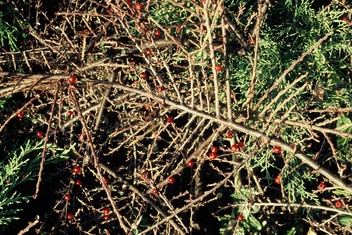 Le cotoneaster Le cotoneaster