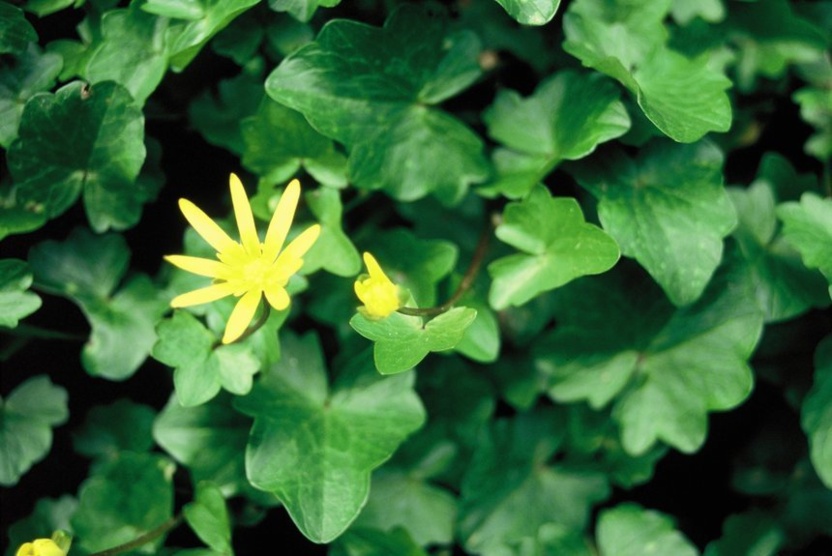 La ficaire La ficaire