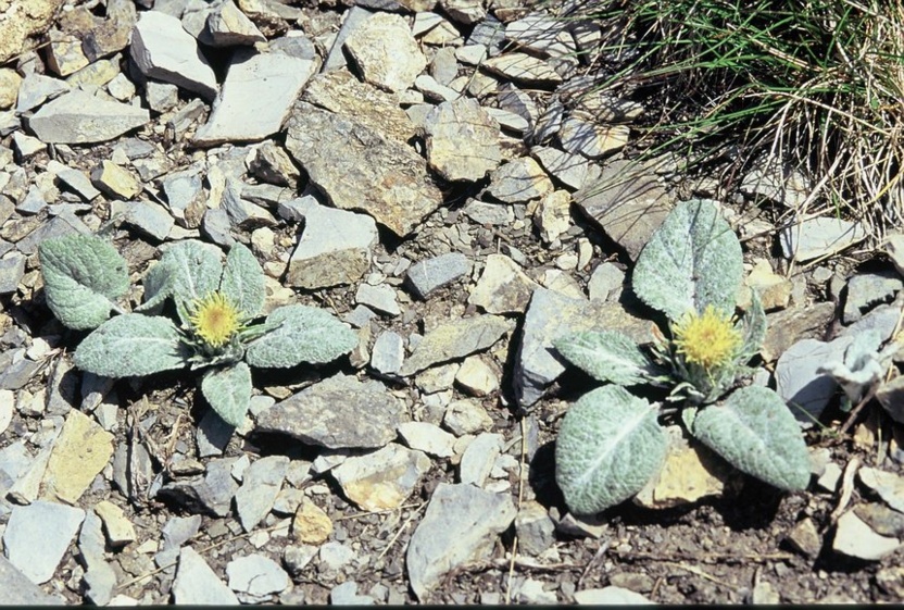 À la découverte du Géranium argenté et de la Bérardie laineuse. À la découverte du Géranium argenté et de la Bérardie laineuse.