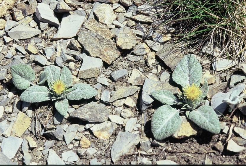 À la découverte du Géranium argenté et de la Bérardie laineuse.