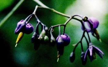 La Morelle douce-amère – Solanum dulcamara La Morelle douce-amère – Solanum dulcamara
