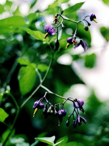 La Morelle douce-amère – Solanum dulcamara La Morelle douce-amère – Solanum dulcamara