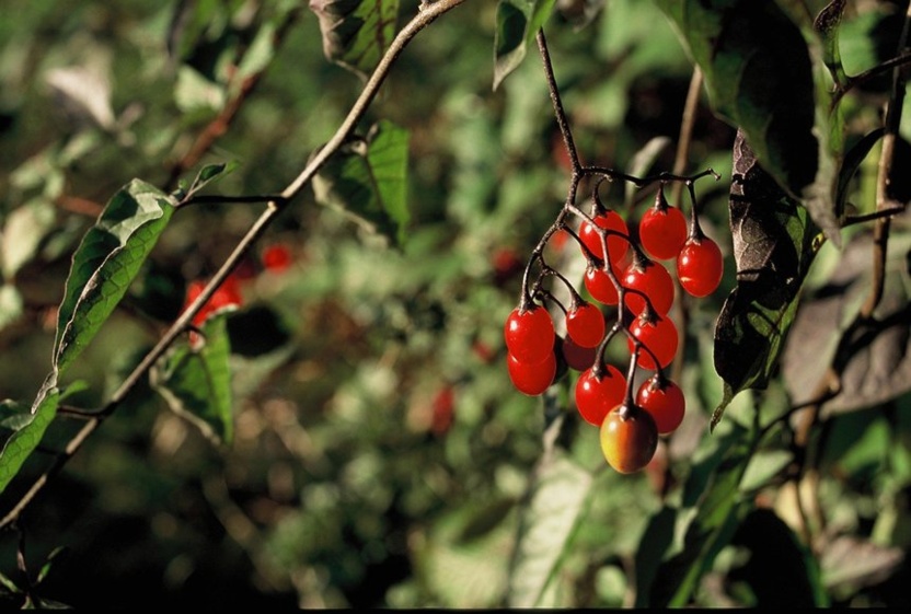 La Morelle douce-amère – Solanum dulcamara La Morelle douce-amère – Solanum dulcamara