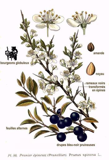 L’épine noire ou prunellier. L’épine noire ou prunellier.