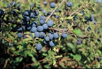 L’épine noire ou prunellier. L’épine noire ou prunellier.