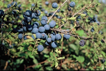 L’épine noire ou prunellier.