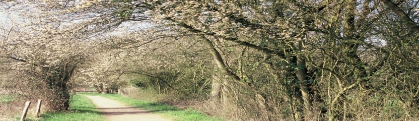 L’épine noire ou prunellier.