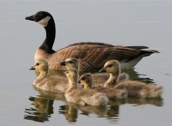 La Bernache du Canada classée comme chassable : Un cadeau pré-électoral pour les chasseurs au mépris de la démocratie. Il faut réagir vite!