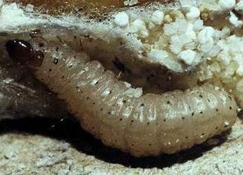Ephestia küehniella Ephestia küehniella