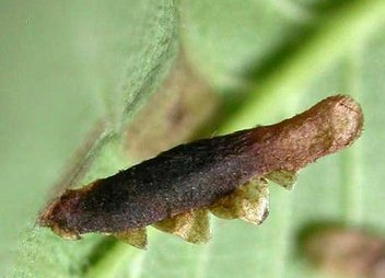 Fourreau de Coleophora limosipennella Fourreau de Coleophora limosipennella