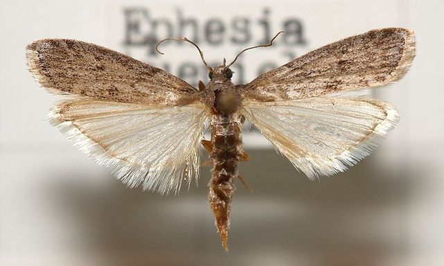 Imago d'Ephestia küehniella