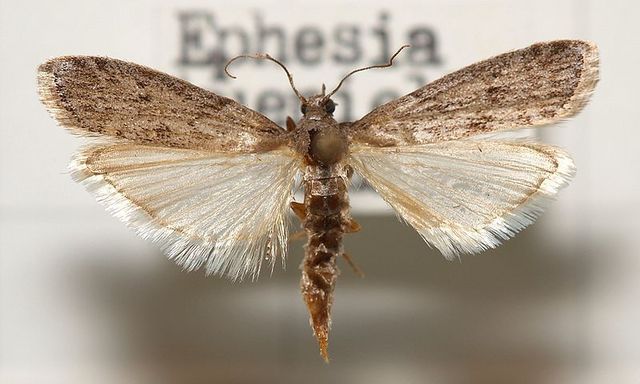 Imago d'Ephestia küehniella Imago d'Ephestia küehniella