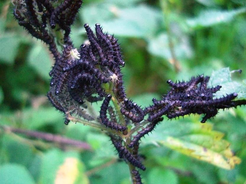 Chenilles d'Inachis Io sur Grande ortie - Paon du jour