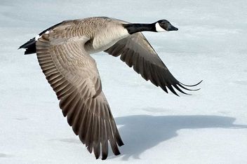 Un cadeau de Noël pour les chasseurs : ils pourront tuer des bernaches du Canada ! Un cadeau de Noël pour les chasseurs : ils pourront tuer des bernaches du Canada !