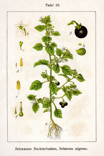 La morelle noire – Solanum nigrum
