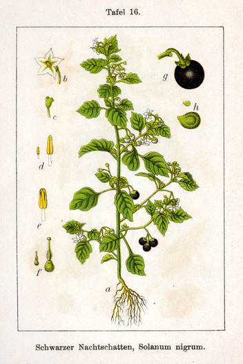 La morelle noire – Solanum nigrum La morelle noire – Solanum nigrum