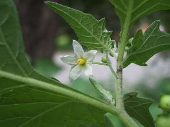 La morelle noire – Solanum nigrum La morelle noire – Solanum nigrum
