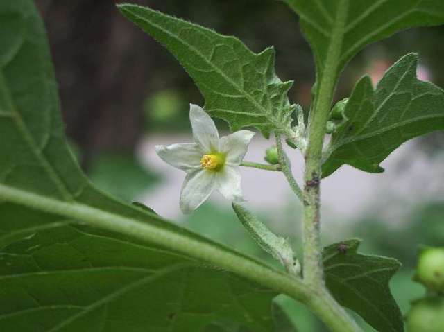 La morelle noire – Solanum nigrum La morelle noire – Solanum nigrum