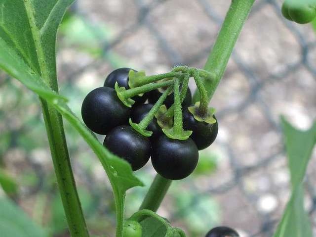 La morelle noire – Solanum nigrum La morelle noire – Solanum nigrum