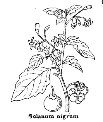 La morelle noire – Solanum nigrum La morelle noire – Solanum nigrum