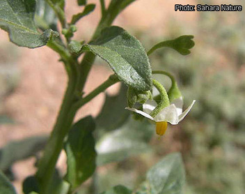 La morelle noire – Solanum nigrum La morelle noire – Solanum nigrum