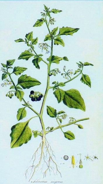 La morelle noire – Solanum nigrum La morelle noire – Solanum nigrum