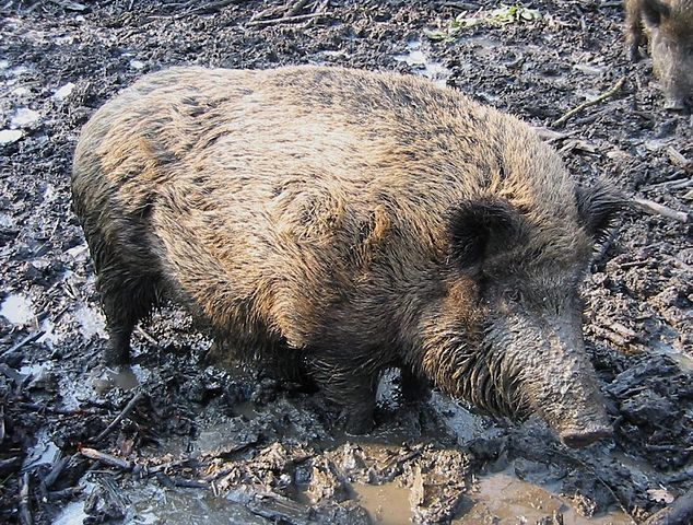Europe-Écologie /les Verts, Eva Joly et la chasse : entre confusion, ambiguïté et reniements Europe-Écologie /les Verts, Eva Joly et la chasse : entre confusion, ambiguïté et reniements