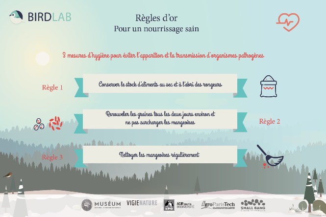 Nourrir les oiseaux en hiver : Certes, mais le faire correctement pour éviter qu’ils en meurent ! Nourrir les oiseaux en hiver : Certes, mais le faire correctement pour éviter qu’ils en meurent !