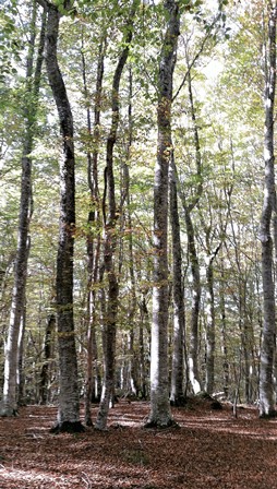 À propos d’un article publié dans une revue antispéciste : Vers une gestion antispéciste et utilitariste de nos forêts.